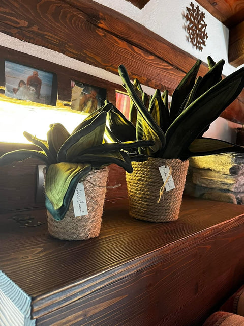 Sanseveria in velluto pianta