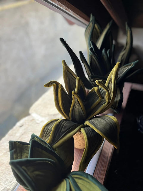 Sanseveria in velluto pianta