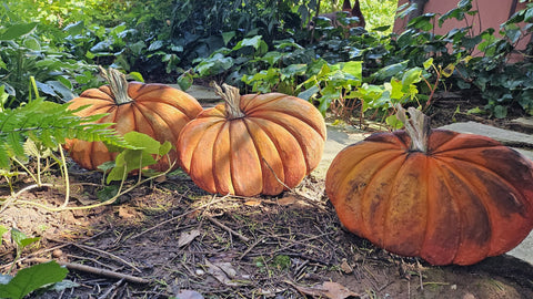 Zucca intaglaita e dipinta mano