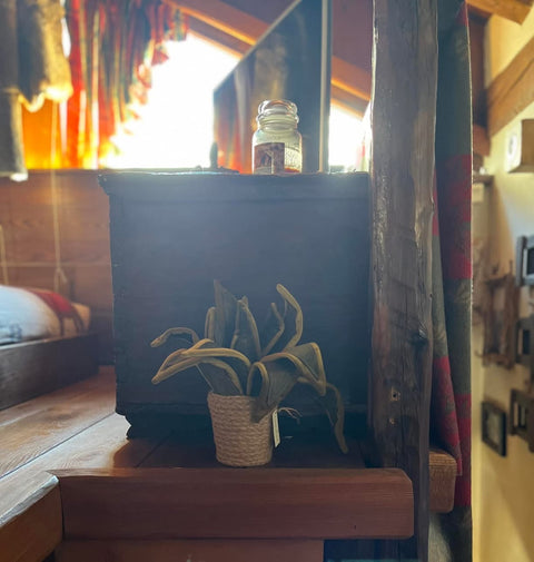 Sanseveria in velluto pianta