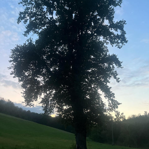 Virna la fata del bosco