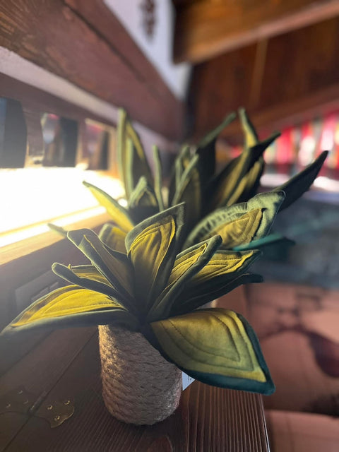 Sanseveria in velluto pianta
