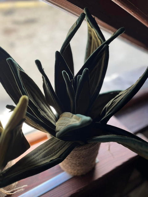 Sanseveria in velluto pianta