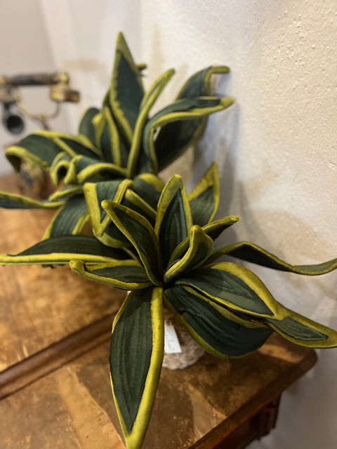 Sanseveria in velluto pianta
