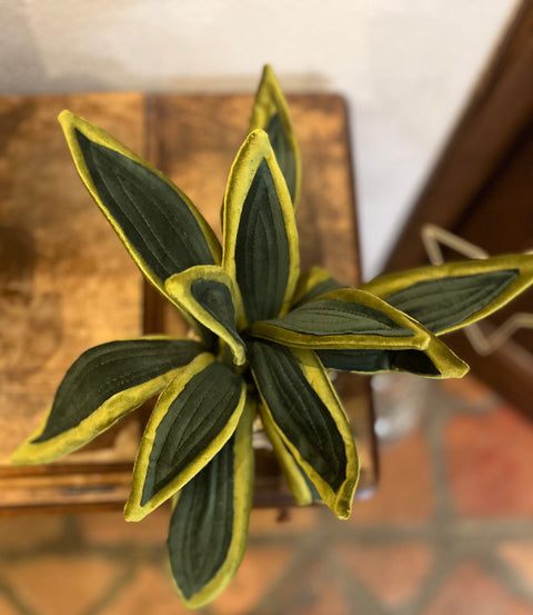 Sanseveria in velluto pianta