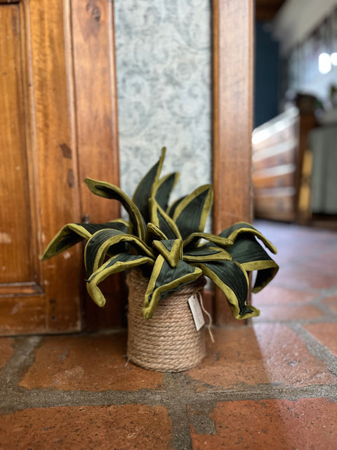Sanseveria in velluto pianta