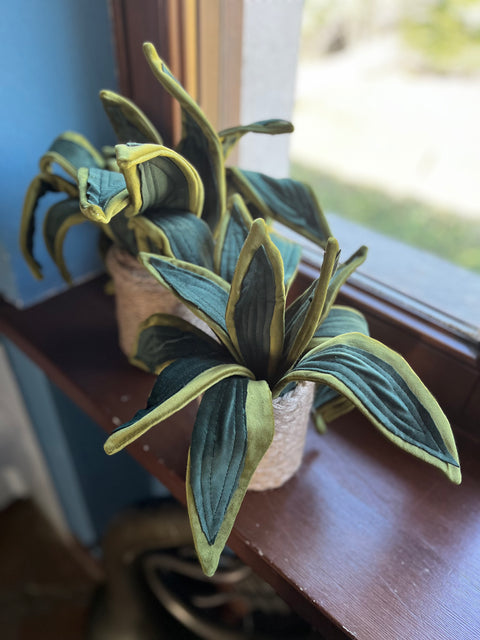 Sanseveria in velluto pianta