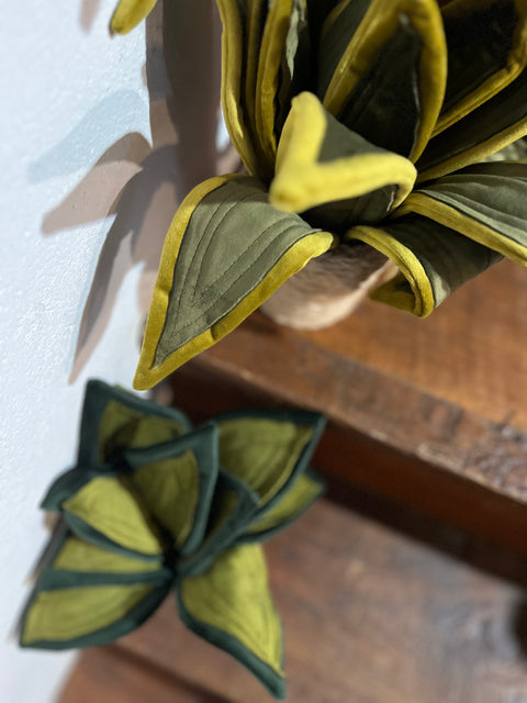 Sanseveria in velluto pianta