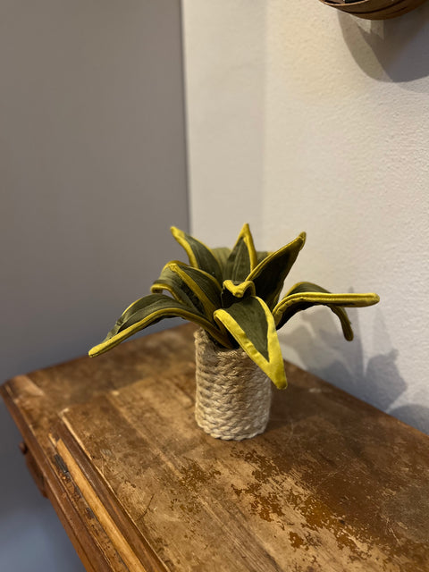 Sanseveria in velluto pianta