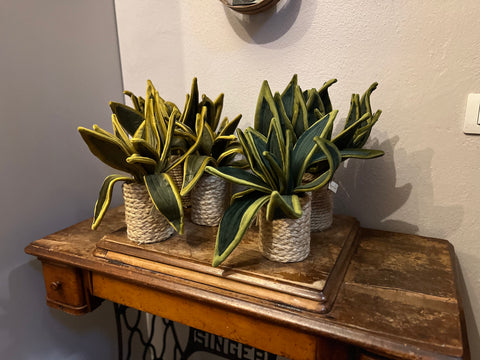Sanseveria in velluto pianta