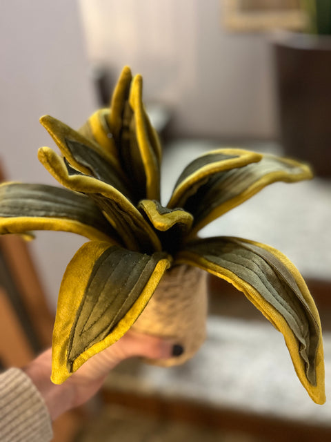 Sanseveria in velluto pianta