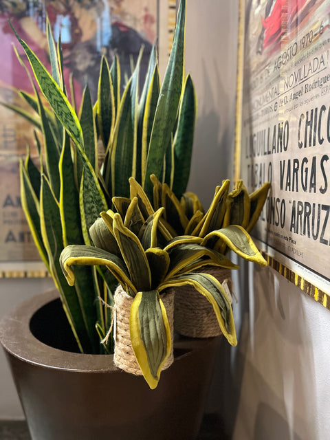 Sanseveria in velluto pianta