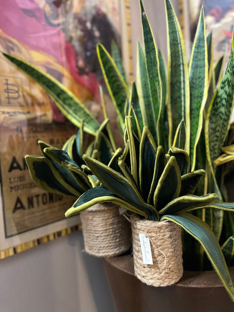 Sanseveria in velluto pianta