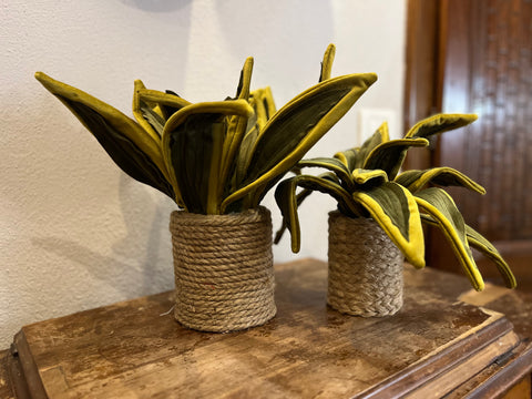 Sanseveria in velluto pianta