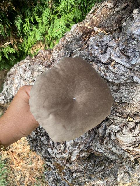 Funghi in velluto con legni di mare.