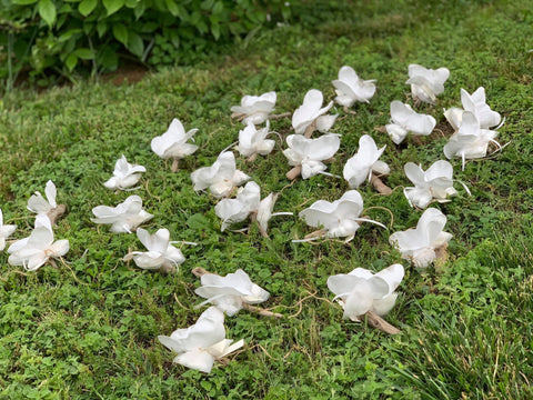Farfalle