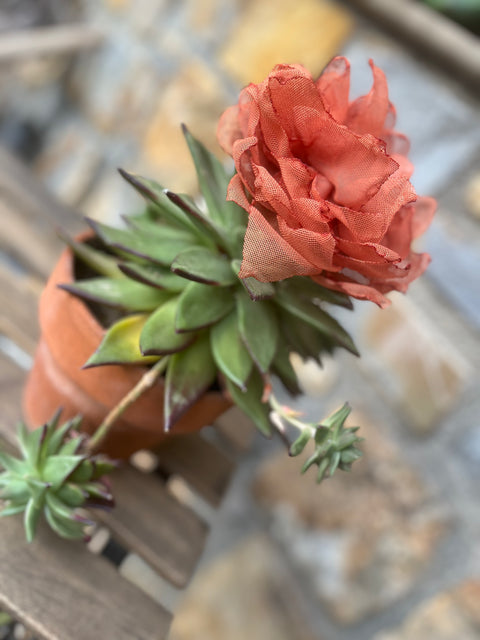 Coordinato peonia mattone