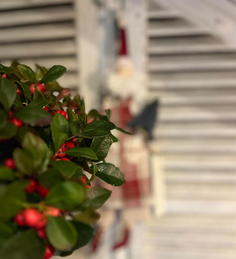 Babbo Natale tartan rosso