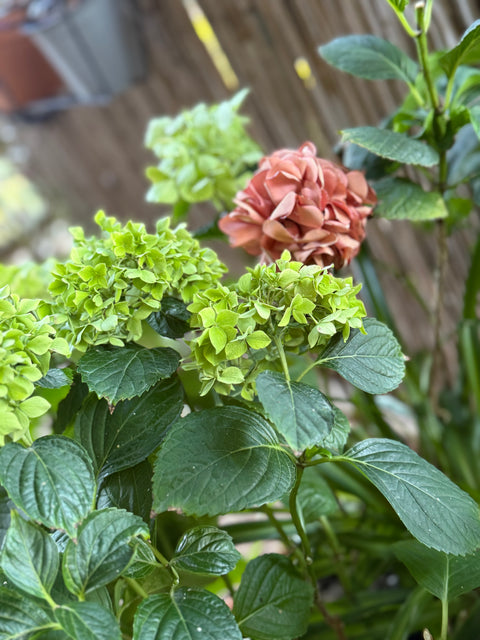 Ortensie