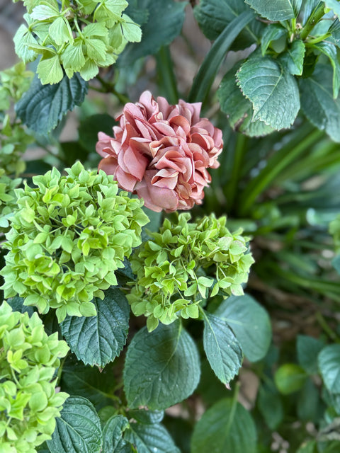 Ortensie