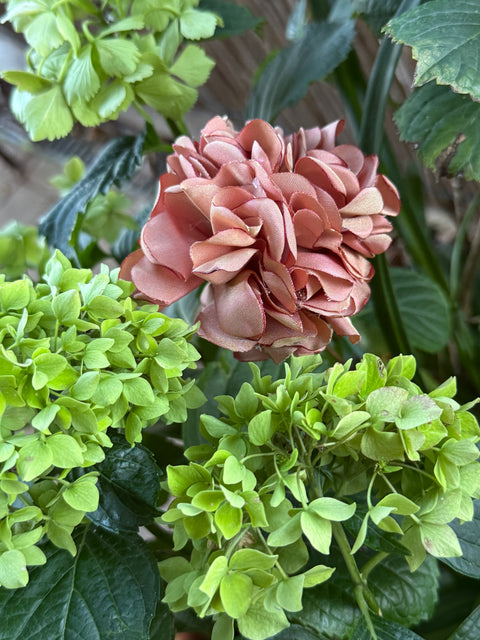 Ortensie