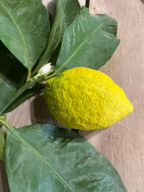 Limoni di carta