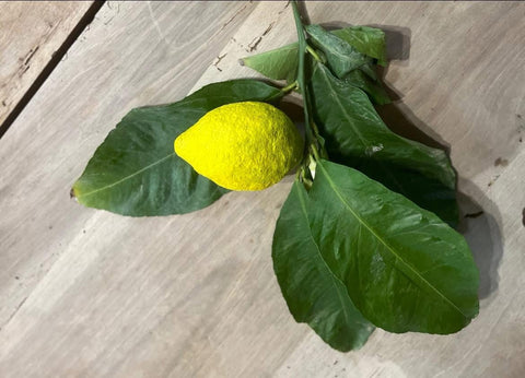 Limoni di carta