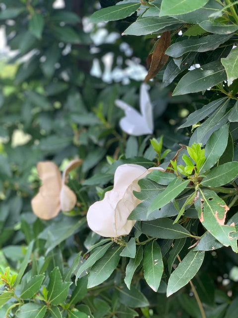 Farfalle