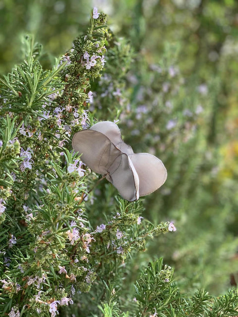 Farfalle