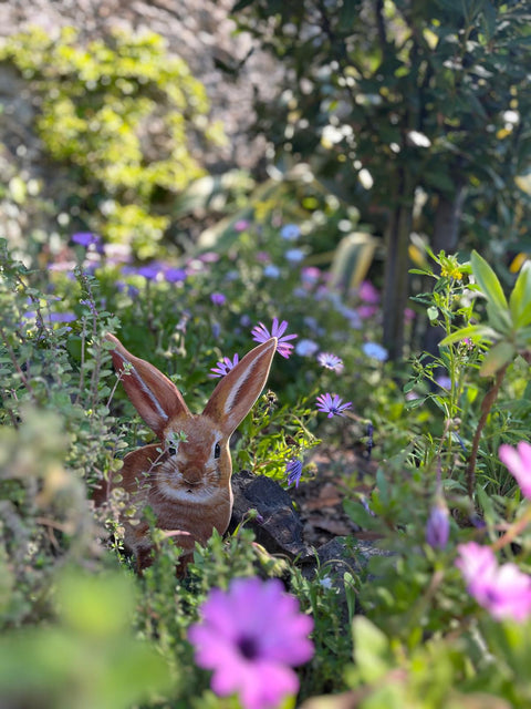 Primavera