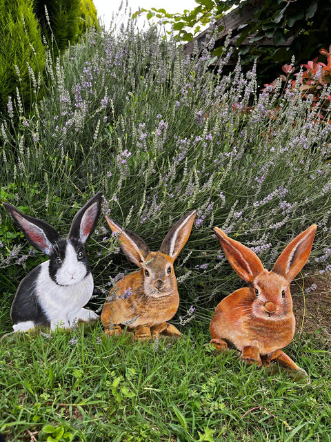 Animali