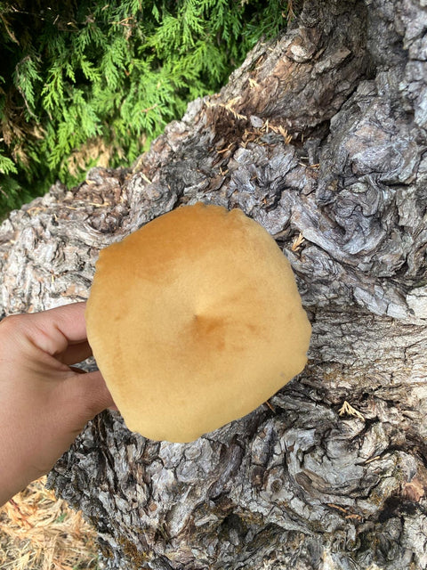 Funghi in velluto con legni di mare.